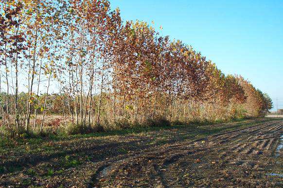 Legno energia Gli impianti produttivi Arboreti specializzati da biomassa a corta rotazione SRF a media rotazione MRF Boschi di zone