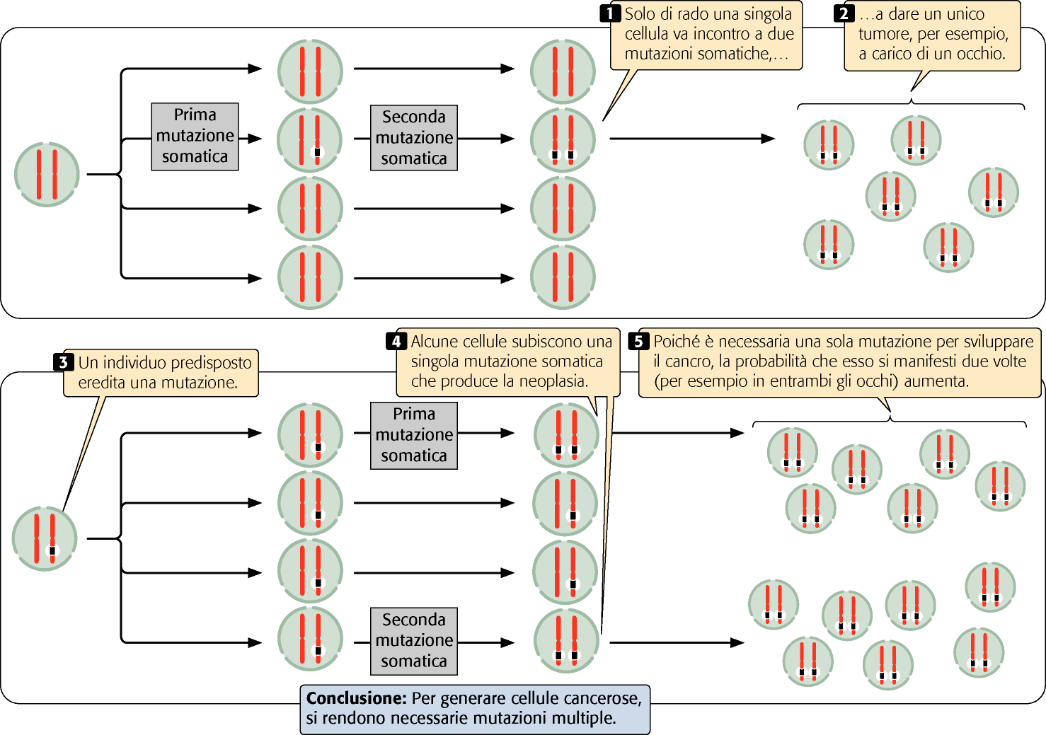 Pierce, GENETICA, Zanichelli