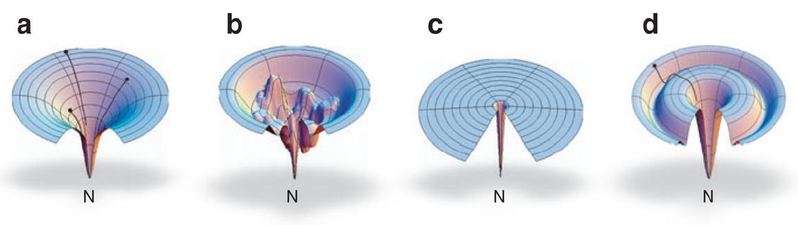 Il modello a imbuto è in grado di spiegare il comportamento anomalo di alcune proteine (ultrafast folders), ossia il riscaldamento rallenta il processo di folding
