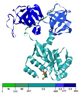 Contrariamente ai prioni/amiloidi degli organismi più complessi, i prioni di lieviti svolgono apparentemente una importante funzione fisiologica evolutiva: Sup35 Proteina di 233 aa, composta da 3
