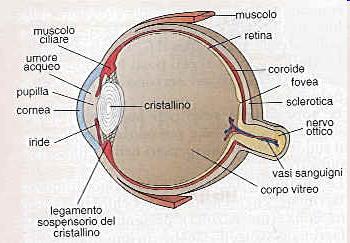 particolare