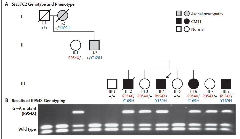 Pedigree of the family and