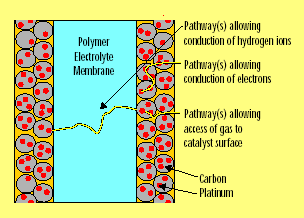 Elettrodi catalizzatori (10 50 mm) substrato di grafite con nanoparticelle di Pt disperse Diffusione omogenea dei gas reagenti