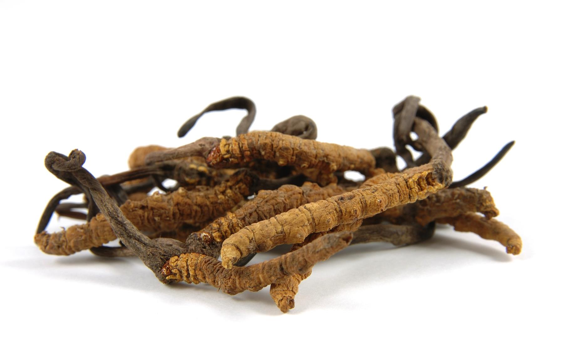 Cordyceps