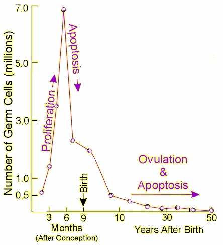 In human females, all primordial follicles are formed in the fetus between 6 and 9 months' gestation.