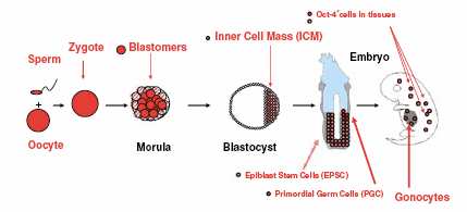 (fragilis) cells that migrated to the extraembryonic