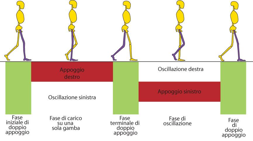 Dinamica della camminata (gait cycle) Nel cammino le gambe ripetono una sequenza di movimenti che consentono l'avanzamento del corpo, mantenendo il corpo in assetto stabile.