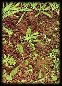 Le erbe infestanti sono piante che crescono spontaneamente o accidentalmente in determinate coltivazioni; in queste situazioni agronomiche arrecano un danno alla coltura perché provocano una