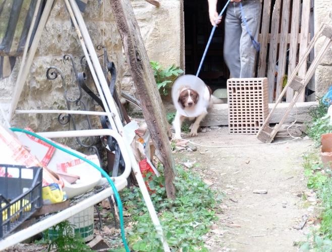 Attività delle Guardie OIPA Italia Attività sez. Arezzo A seguito di una segnalazione circa le cattive condizioni di salute di un cane le guardie zoofile OIPA sez.