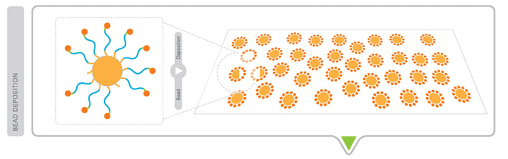 Bead Deposition Deposit 3 modified beads onto a glass slide. During bead loading, deposition chambers enable you to segment a slide into one, four, or eight sections.