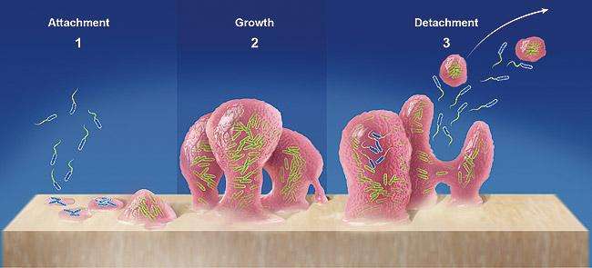 Bioflim