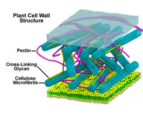 Struttura interna della fibra: fibrille di cellulosa Parte sperimentale fibrille di cellulosa Harriëtte L. Bos, The potential of flax fibres as reinforcement for composite materials, Proefschrift.