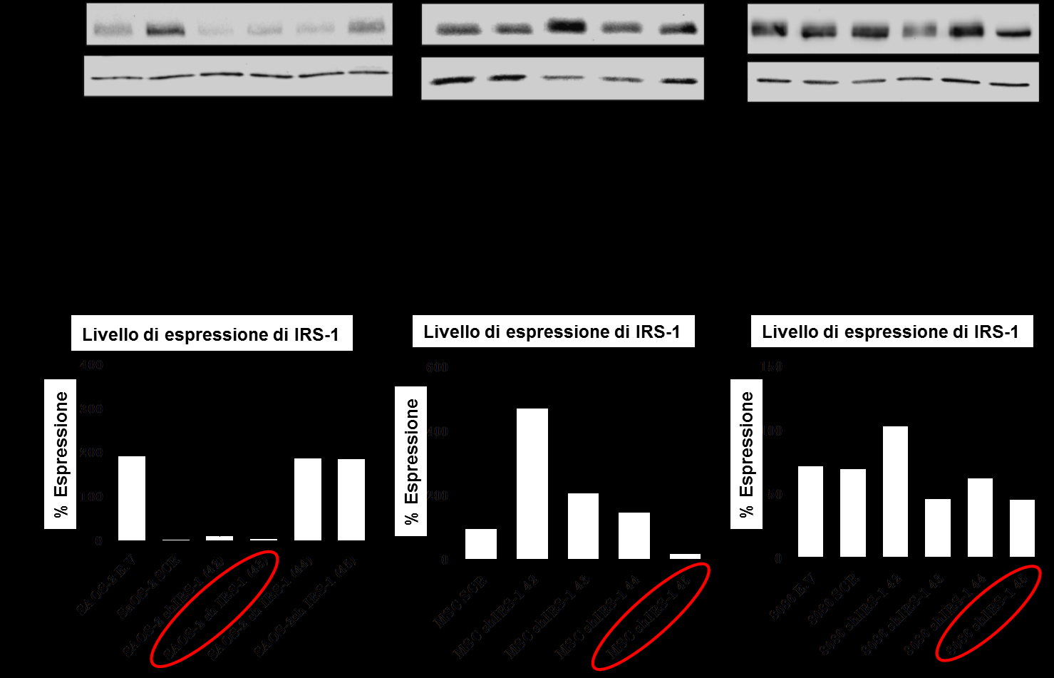 Risultati La diminuzione dei livelli di espressione di IRS-1 in seguito all infezione retrovirale è stata verificata tramite analisi di Western blot (Figura 20).