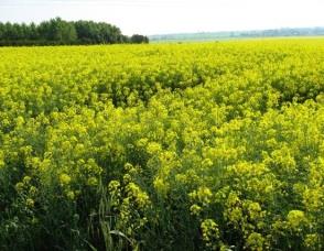 Impegni e prospettive per il futuro: vincere la sfida della sostenibilità Realizzare la piena integrazione tra e nelle filiere Integrare la produzione, raccolta delle biomasse, gli attori, la