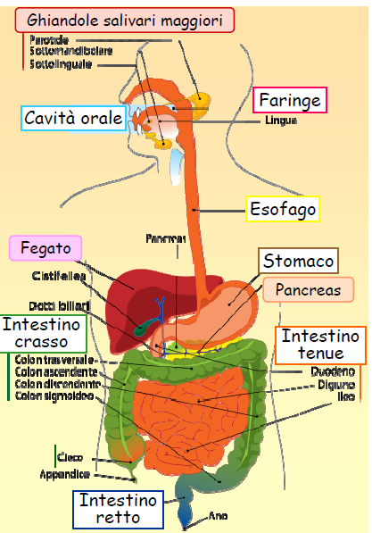 Il colon si contrae ad intermittenza, spingendo il materiale fecale nel retto.