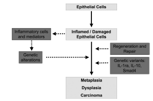 Fig 9: meccanismi di infiammazione che inducono carcinogenesi nelle GERD.