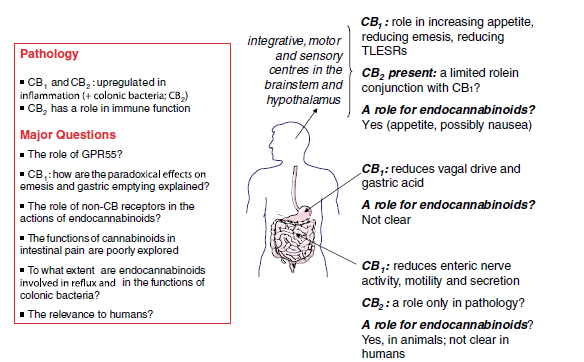 un meccanismo di azione mediato dai recettori della capsaicina a livello intestinale.(massa et al.
