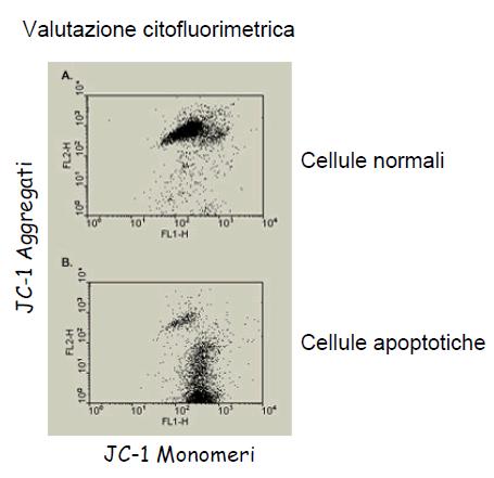 APOPTOSI E MODIFICAZIONI MITOCONDRIALI Rosso Colorante fluorescente lipofilo JC-1.