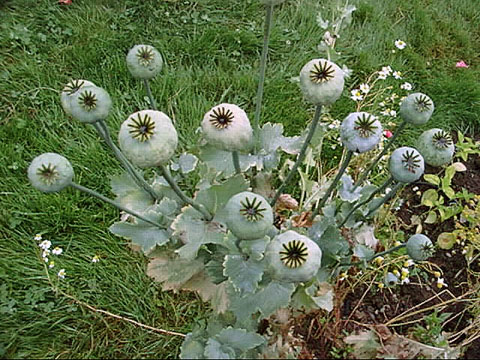 PAPAVER SONNIFERUM (capsule) La capsula