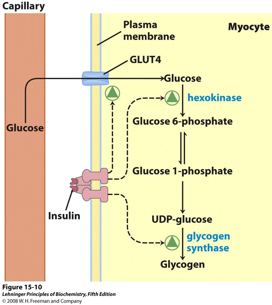 Concentrazioni plasmatiche di glucosio superiori a quelle normali (~ 5 mm) Produzione e secrezione di insulina da parte del