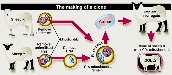 Trasferimento nucleare di cellula somatica: richiede due cellule: una cellula donatrice del nucleo e l altra dell oocita.