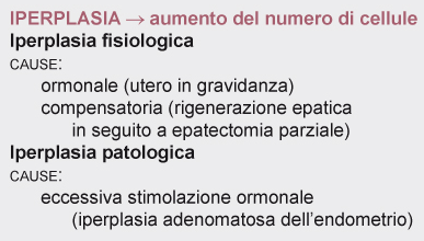 Iperplasia L iperplasia è una tipica risposta adattativa in cui l aumento di volume dell organo è espressione dell aumento del numero di cellule che lo compongono.