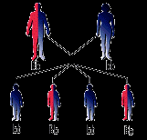Trasmissione autosomica dominante Entrambi i genitori possono trasmettere mutazioni Bb