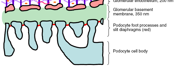 Barriera di filtrazione glomerulare Albumina La barriera di filtrazione glomerulare è composta da più strati: glicocalice, membrana basale, podociti, ciascuno dei