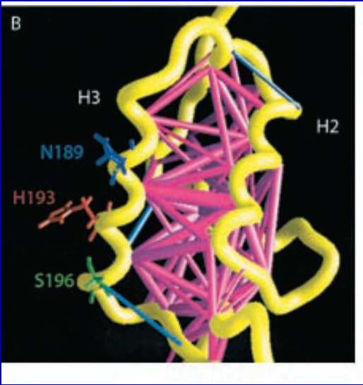 interaction with ATM-phosphorylated MDC1.