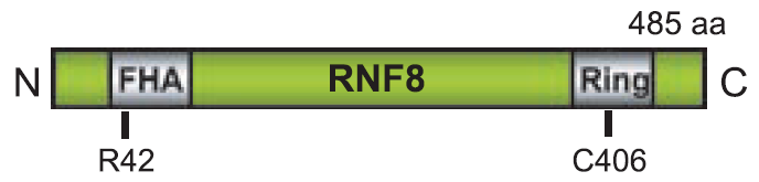 Domain architecture of RNF8 Forkhead associated(fha)