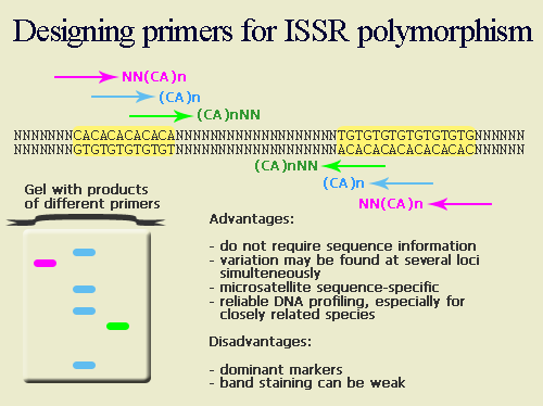 I-SSR (Inter-Small Sequence Repeats) Con primer ancorati al 5 si amplificano interamente anche i 2