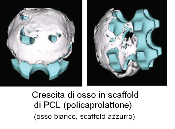 CRESCITA DELL'OSSO NELLO SCAFFOLD La crescita dell'osso nello scaffold essendo tipicamente disomogenea, è richiesto il controllo di una serie di variabili: macroporosità, proprietà di attacco