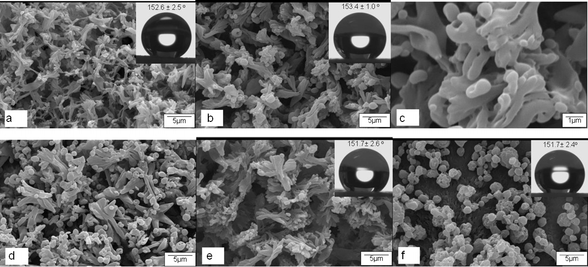 SUPERFICI AUTOPULENTI PER SCAFFOLD IN PLLA/DIOSSANO La superidrofobicità è basata sull'effetto loto (Nelumbo Nucifera), in