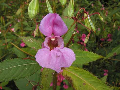 Impatiens