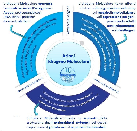 Può anche prevenire lo stress ossidativo, aumentando la produzione di antiossidanti endogeni del corpo, come il glutatione. Inoltre, ha anche altre proprietà benefiche sulla segnalazione cellulare.