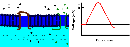 Origine del potenziale d azione Depolarizzazione e ripolarizzazione della membrana Depolarizzazione della membrana Na + entra nella