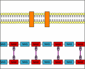 Binding Proteins PBPs: carbossipeptidasi, transglicosilasi, transpeptidasi). Attività battericida su cellule in attiva divisione: 1.