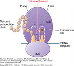 Inibitori della sintesi proteica Cloramfenicolo Antibiotico (Streptomyces venezuelae), sebbene attualmente ottenuto per sintesi. Struttura semplice: singolo nucleo nitrobenzenico.