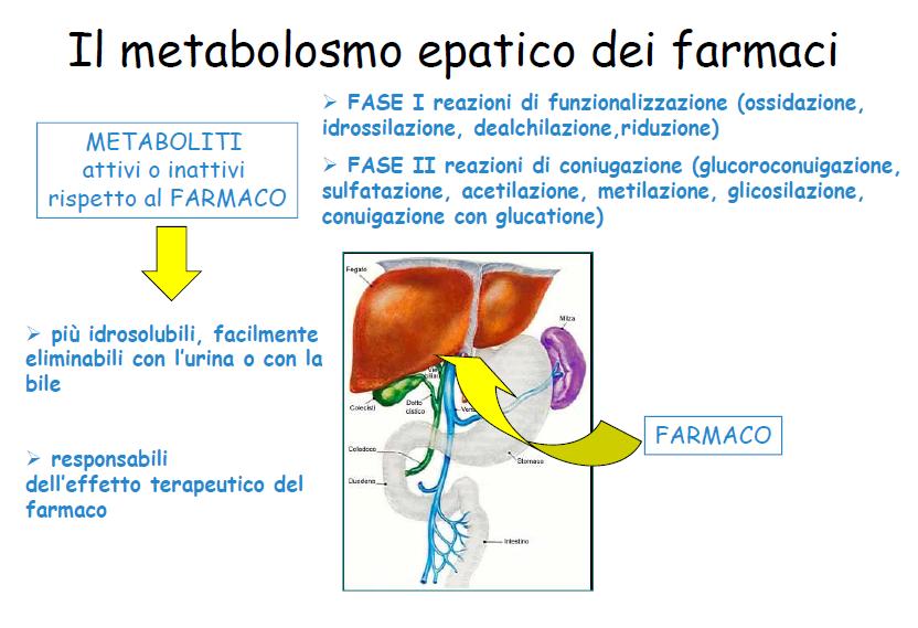 Metabolismo epatico degli oppioidi