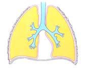 Variazione del comportamento o malessere M O D E 3 R A T A G R A V E 4 5 vomito ripetuto o rigonfiament o della lingua Diarrea perdita di controllo dell intestino Secrezione e marcata ostruzione