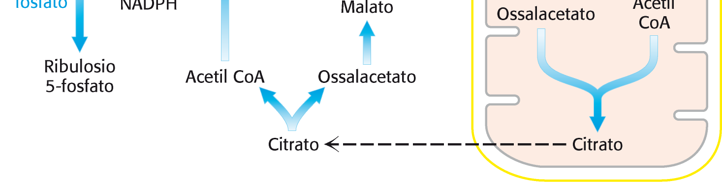 Cooperazione di vie metaboliche nella sintesi di acidi grassi La sintesi degli acidi grassi comporta la cooperazione di diverse vie metaboliche localizzate in diversi compartimenti cellulari.