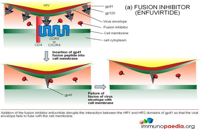 INIBITORI PROTEINE DI FUSIONE Enfuvirtide Fuzeon Peptide sintetico di 36 AA Durante il processo di fusione dell envelope virale con la membrana plasmatica Le tasche idrofobicche della superficie del