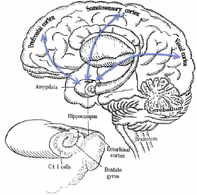 Il potenziamento a lungo termine della memoria e apprendimento Un profilo del cervello umano durante i periodi off-line del sonno, del sogno e di quando l ippocampo e la corteccia prendono parte ad
