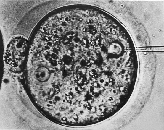 Applicazioni delle ESC alla ricerca biologica: studi in vivo Produzione di animali chimerici Produzione di animali transgenici Iniezione di DNA in un pronucleo femminile Studi in vivo che