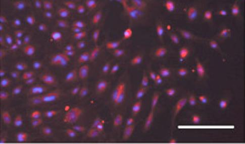 Le cellule ottenute da Yamanaka erano davvero pluripotenti?