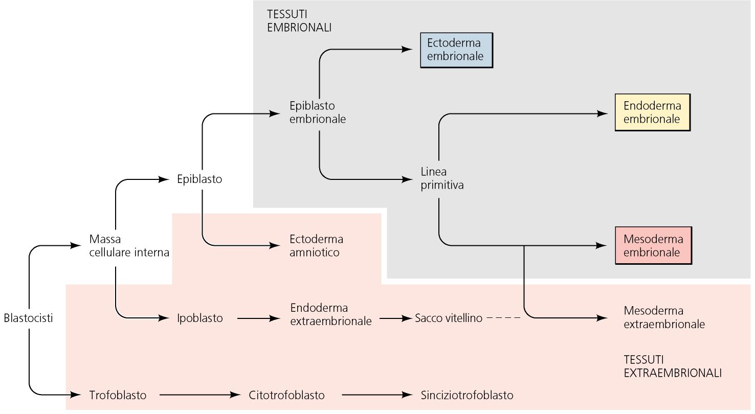 Destino delle popolazioni