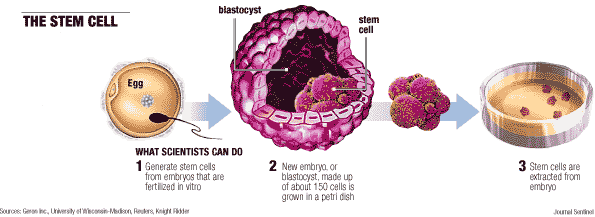 Cellule staminali embrionali (ESC) Edwards (1967): da blastocisti di coniglio vengono ottenute cellule che, coltivate in