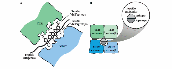 Struttura molecolare delle molecole