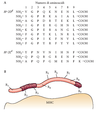 I peptidi si legano all MHC