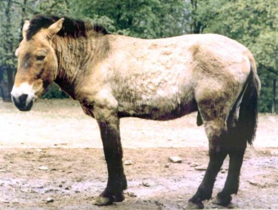 Il contorno dell animale fu inciso con tale precisione che è possibile riconoscere la specie alla quale si ispirò l artista (cavallo di Przewalski) Intorno a 25 mila anni fa, sulle